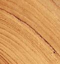 Cedar